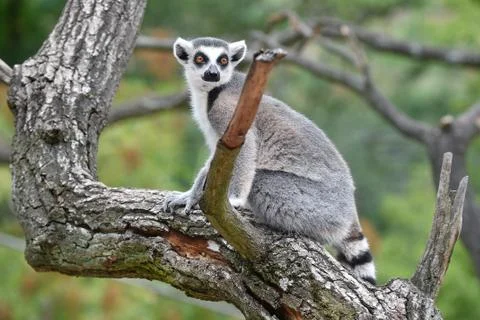 Ring-tailed lemur Stock Photos