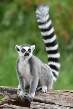 Ring-tailed lemur Stock Photos