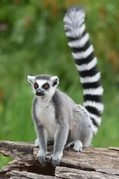 Ring-tailed lemur Stock Photos