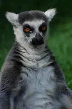 Ring Tailed Lemur Stock Photos