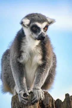 Ring Tailed Lemur Stock Photos