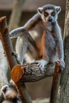 Ring tailed lemur Stock Photos