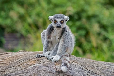 Ring-tailed Lemur 写真素材