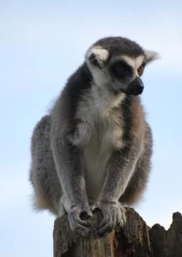 Ring Tailed Lemur Stock Photos