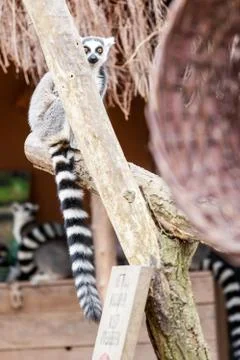 Ring-tailed lemur Stock Photos
