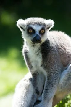 Ring tailed lemur Stock Photos