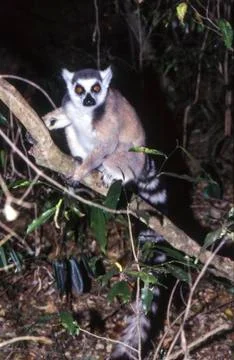 Ring-Tailed Lemur Stock Photos