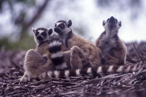 Ring-Tailed Lemur Stock Photos