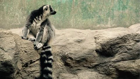 A ring-tailed lemur. 写真素材