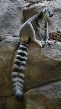 Ring-tailed lemur. 写真素材