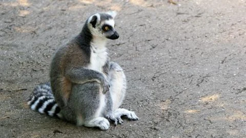 Ring tailed lemur Stock Photos