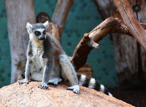 Ring tailed lemur Stock Photos