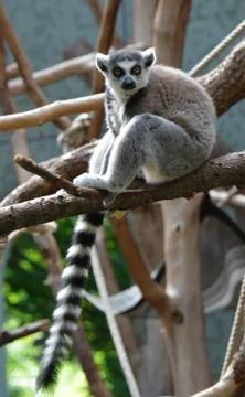 Ring tailed lemur Stock Photos