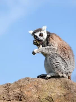 Ring-tailed lemur. Stock Photos