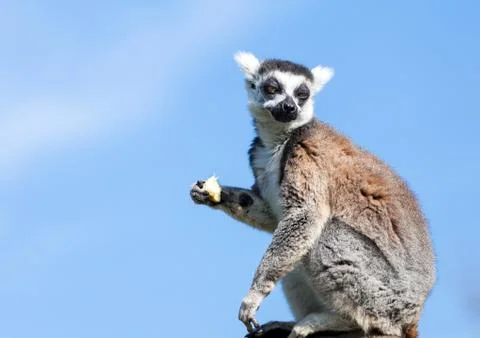 Ring-tailed lemur. Stock Photos