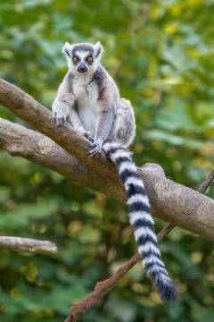 Ring-tailed Lemur Stock Photos