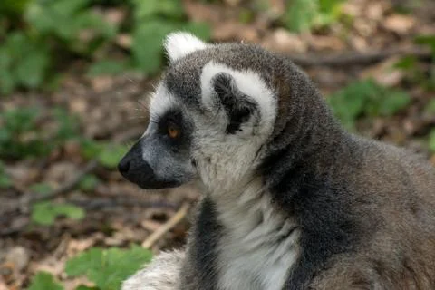 Ring-tailed lemur Foto stock