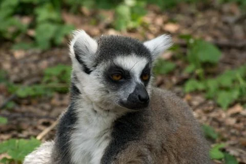 Ring-tailed lemur Foto stock