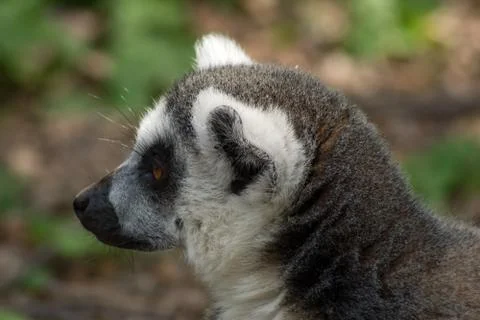 Ring-tailed lemur Stock Photos