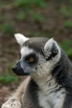 Ring-tailed lemur Stock Photos