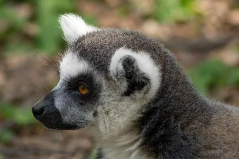 Ring-tailed lemur Stock Photos