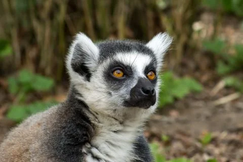 Ring-tailed lemur Foto stock