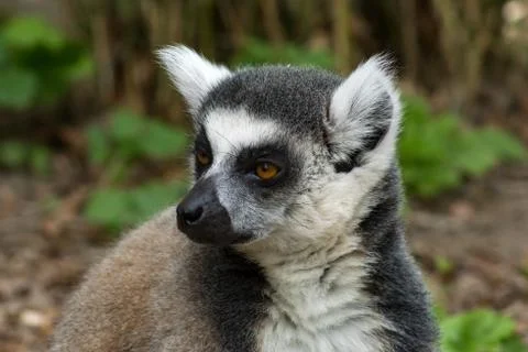 Ring-tailed lemur Stock Photos