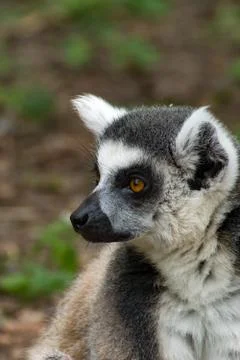 Ring-tailed lemur Stock Photos