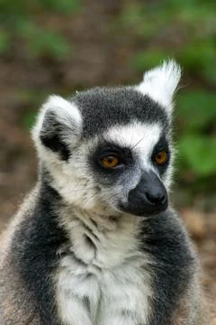 Ring-tailed lemur Stock Photos