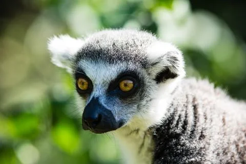 Ring tailed lemur Stock Photos