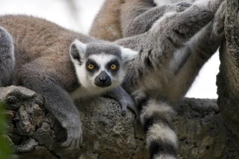 Ring-tailed Lemur Stock Photos