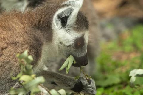 Ring-tailed lemur Stockfoto's