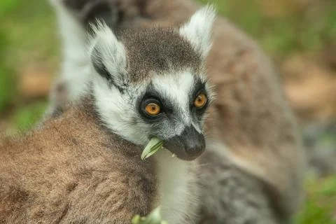 Ring-tailed lemur Stock Photos