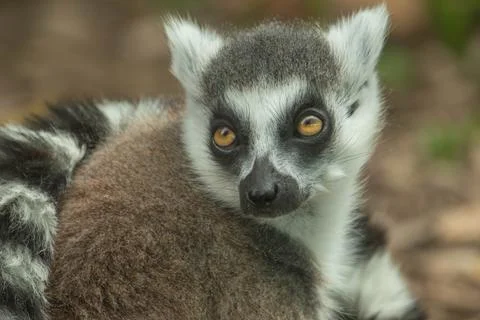 Ring-tailed lemur Stock Photos