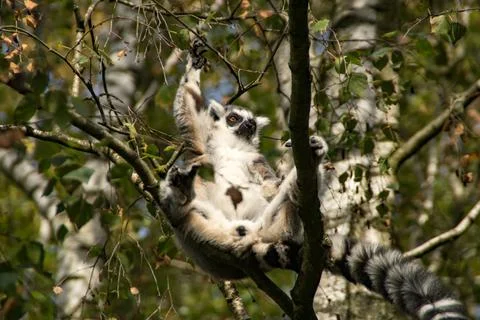 Ring-tailed lemur Stock Photos