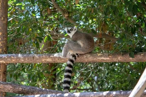 RING-TAILED LEMUR Stock Photos