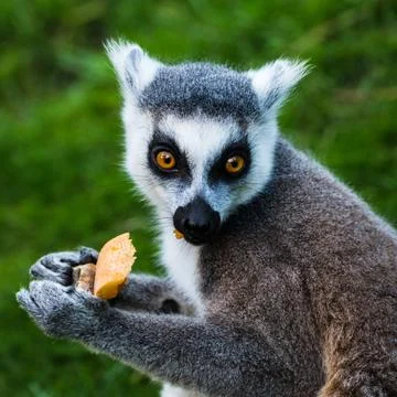 Ring tailed lemur Stock Photos