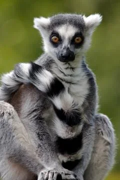 Ring Tailed Lemur Stock Photos