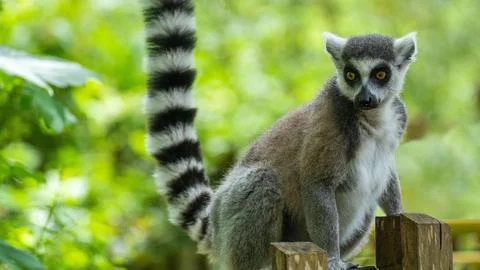 Ring-tailed Lemur Stock Photos