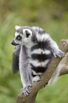 Ring Tailed Lemur Stock Photos