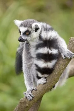 Ring Tailed Lemur Stock Photos