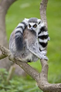 Ring Tailed Lemur Stock Photos