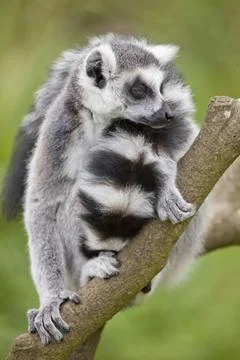 Ring Tailed Lemur Stock Photos