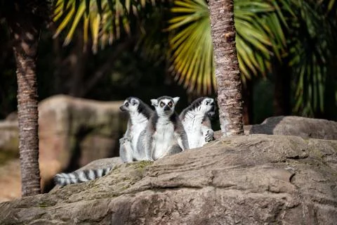 Ring-tailed lemur Stock Photos