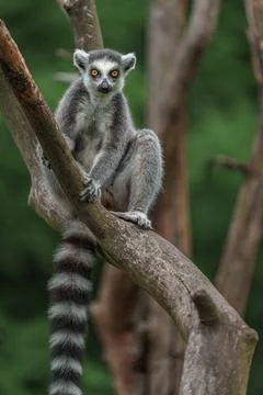 Ring-tailed lemur Stock Photos