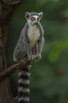 Ring-tailed lemur Stock Photos