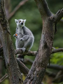 Ring tailed lemur Stock Photos