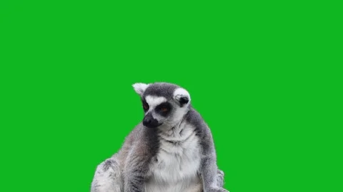 Ring-tailed lemur portrait closeup looking aside isolated on green background 스톡 동영상 342281744
