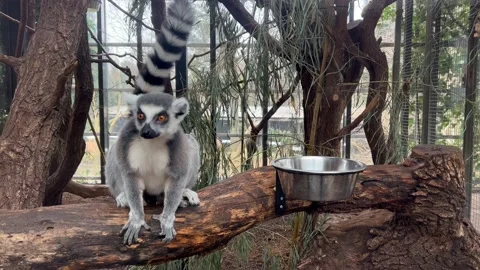 Ring tailed lemur posing for camera tail raised cute wildlife close up 4K Stock Footage 233184541