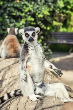Ring-tailed lemur posing in outdoor scene Stock Photos